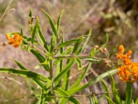 Asclepias tuberosa Kroksbäcksparken, Malmö, Skåne, Sweden 20220728_0067