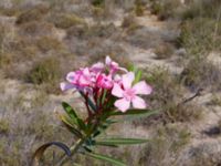 Nerium oleander Akgöl sand dunes, Turkey 20120627 324