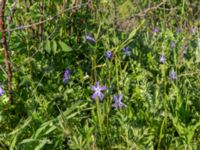 Vinca herbacea Chalaubani, Kakheti, Georgia 20180426_3309