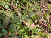 Vinca major Alunbruket, Andrarum, Tomelilla, Skåne, Sweden 20170401_0069