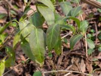 Vinca major Alunbruket, Andrarum, Tomelilla, Skåne, Sweden 20170401_0070