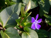 Vinca major Limhamns kalkbrott, Malmö, Skåne, Sweden 20190330_0025