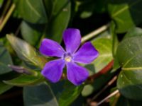 Vinca major Limhamns kalkbrott, Malmö, Skåne, Sweden 20190330_0027