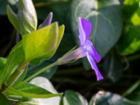 Vinca major Limhamns kalkbrott, Malmö, Skåne, Sweden 20190330_0029