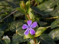 Vinca major Limhamns kalkbrott, Malmö, Skåne, Sweden 20190330_0030