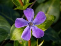 Vinca major Limhamns kalkbrott, Malmö, Skåne, Sweden 20190330_0031