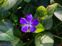 Vinca major Limhamns kalkbrott, Malmö, Skåne, Sweden 20190330_0032