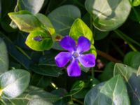 Vinca major Limhamns kalkbrott, Malmö, Skåne, Sweden 20190330_0033