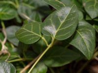 Vinca major V Limhamns kalkbrott, Malmö, Skåne, Sweden 20190202_0006