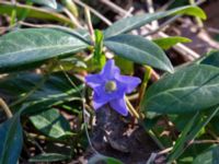 Vinca minor Ödetomterna, Bunkeflo strandängar, Malmö, Skåne, Sweden 20220323_0012