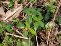 Vinca minor Alunbruket, Andrarum, Tomelilla, Skåne, Sweden 20170401_0087