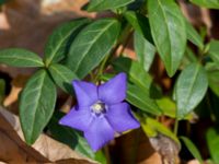 Vinca minor Furulund, Kävlinge, Skåne, Sweden 20170409_0069