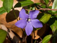 Vinca minor Furulund, Kävlinge, Skåne, Sweden 20170409_0070