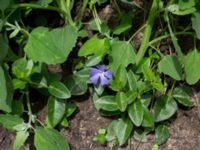 Vinca minor Jordhögar S grodreservatet, Norra hamnen, Malmö, Skåne, Sweden 20170625_0069