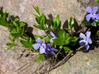 Vinca minor Lindängelunds rekreationsområde, Malmö, Skåne, Sweden 20140413_0043