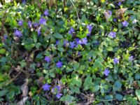 Vinca minor Norra Friluftsstaden, Malmö, Skåne, Sweden 20150421_0007