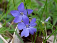 Vinca minor Sege by, Burlöv, Skåne, Sweden 20170414_0038