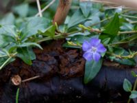 Vinca minor Terekudden, Bunkeflo strandängar, Malmö, Skåne, Sweden 20150314_0008