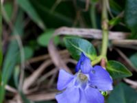 Vinca minor Terekudden, Bunkeflo strandängar, Malmö, Skåne, Sweden 20150314_0009