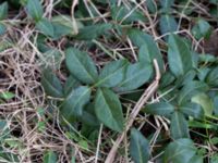 Vinca minor Terekudden, Bunkeflo strandängar, Malmö, Skåne, Sweden 20150314_0010