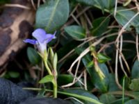 Vinca minor Terekudden, Bunkeflo strandängar, Malmö, Skåne, Sweden 20150314_0011