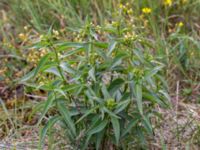 Vincetoxicum hirundinaria Gynge alvar, Mörbylånga, Öland, Sweden 20150606_0080