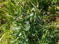 Vincetoxicum hirundinaria Löderups strandbad, Ystad, Skåne, Sweden 20150703_0168