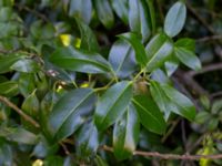 Ilex aquifolium Ödetomt Fabriksgatan, Kivik, Simrishamn, Skåne, Sweden 20200731_0013