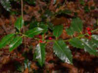 Ilex aquifolium Hällevik, Simrishamn, Skåne, Sweden 20181124_0022