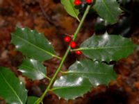 Ilex aquifolium Hällevik, Simrishamn, Skåne, Sweden 20181124_0025