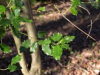 Ilex aquifolium Hällevik, Stenshuvud, Simrishamn, Skåne, Sweden 20140312_0145