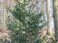 Ilex aquifolium Stubbarp, Höganäs, Skåne, Sweden 20170411_0015