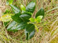 Ilex × altaclerensis Flygarvägen 19B, Höllviken, Vellinge, Skåne, Sweden 20170609_0032