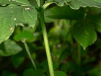 Arisaema amurense Hisingsparken, Göteborg, Västergötland, Sweden 20190716_0523