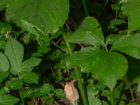 Arisaema amurense Hisingsparken, Göteborg, Västergötland, Sweden 20190716_0525