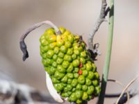 Arum creticum Gianna Korfi, Crete, Greece 20130706 016