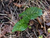 Arum italicum Dragongränd 13, Färjestaden, Mörbylånga, Öland, Sweden 20160409_0156