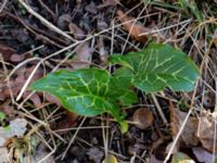 Arum italicum Dragongränd 13, Färjestaden, Mörbylånga, Öland, Sweden 20160409_0158