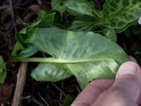 Arum italicum Lokstallarna, Malmö, Skåne, Sweden 20170325_0020