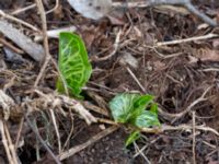 Arum italicum Lokstallarna, Malmö, Skåne, Sweden 20170325_0021