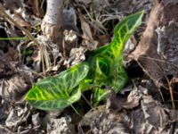 Arum italicum Lokstallarna, Malmö, Skåne, Sweden 20170325_0023