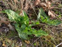 Arum italicum Lokstallarna, Malmö, Skåne, Sweden 20170325_0030