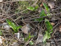 Arum italicum Lokstallarna, Malmö, Skåne, Sweden 20170325_0031