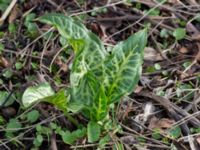 Arum italicum Lokstallarna, Malmö, Skåne, Sweden 20170325_0032