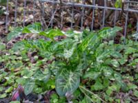 Arum italicum Lokstallarna, Malmö, Skåne, Sweden 20190414_0064