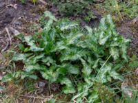 Arum italicum Lokstallarna, Malmö, Skåne, Sweden 20190414_0065