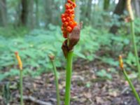 Arum maculatum Blystigen, Ystad, Skåne, Sweden 20180831_0036