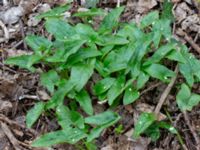 Arum maculatum Djungelparken, Bunkeflostrand, Malmö, Skåne, Sweden 20200401_0023