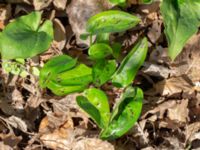 Arum maculatum Djungelparken, Bunkeflostrand, Malmö, Skåne, Sweden 20200407_0173