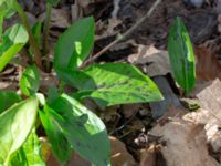 Arum maculatum Djungelparken, Bunkeflostrand, Malmö, Skåne, Sweden 20200407_0174